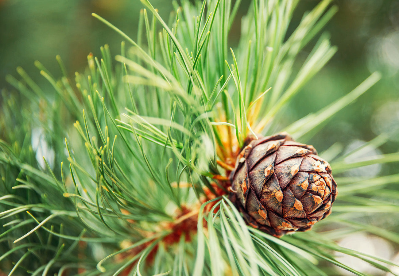 Does cedar repel moths with image of cedar bush
