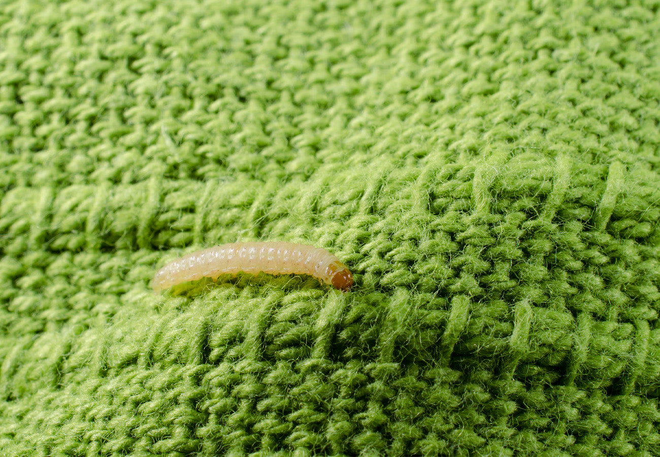 Clothes moth larvae on green fabric