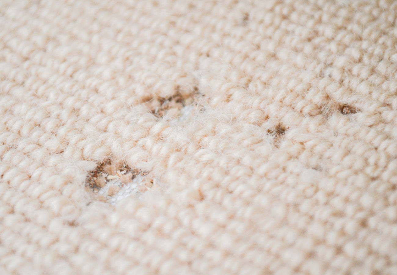 Holes in carpet from carpet moths