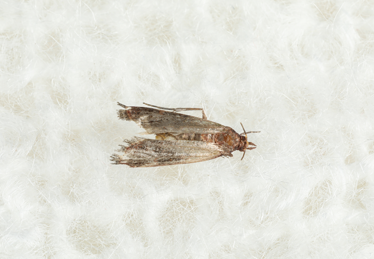 clothing moth control and treatments for the home