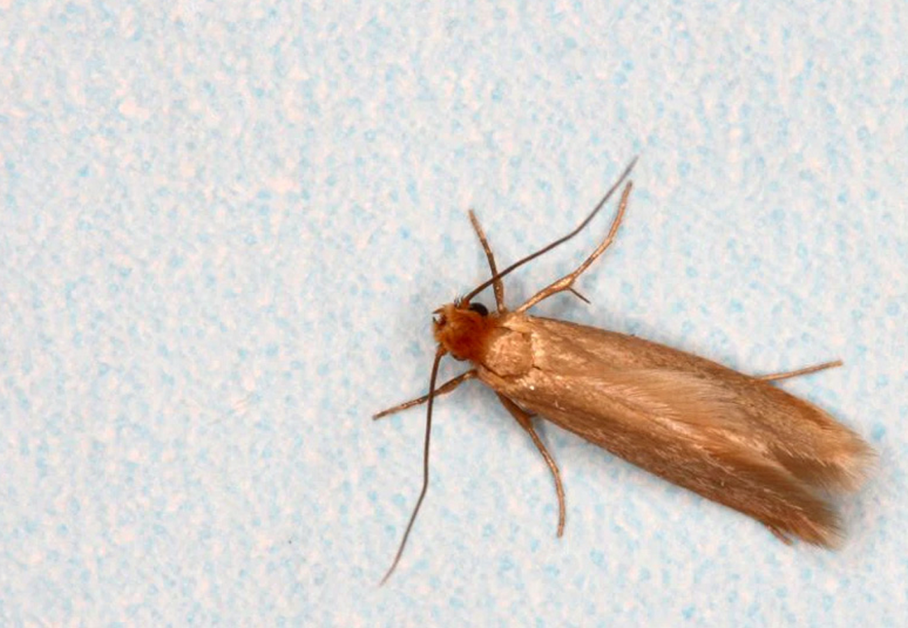 Moth Stop Carpet & Fabric Moth Killer Spray 500ml
