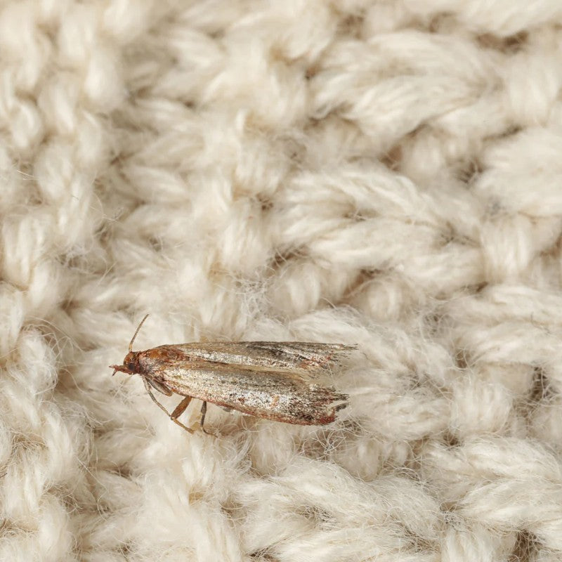 moth on carpet