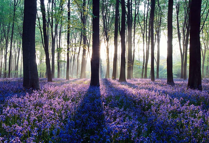 Image of forest with purple lavender to the forest floor with sun shining through trucks
