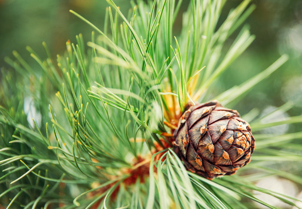 Does cedar repel moths with image of cedar bush