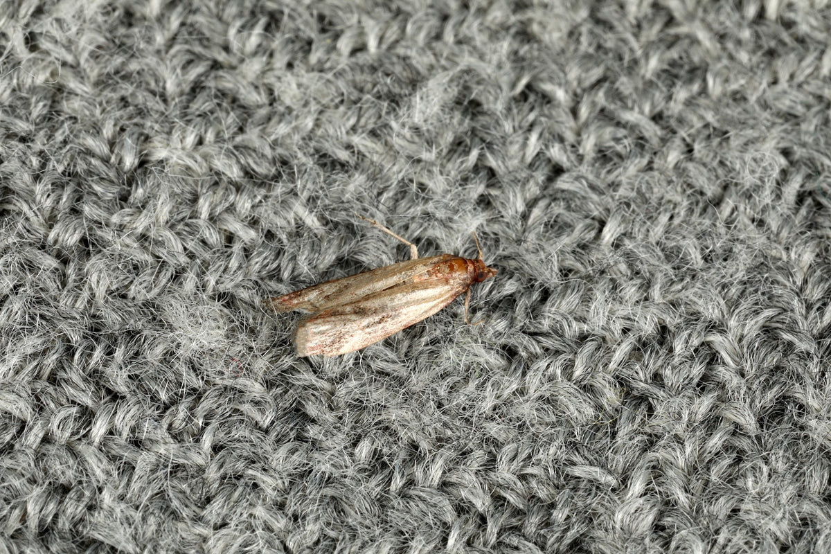 HOW TO IDENTIFY MOTHS IN YOUR HOME (UK SPECIES GUIDE)