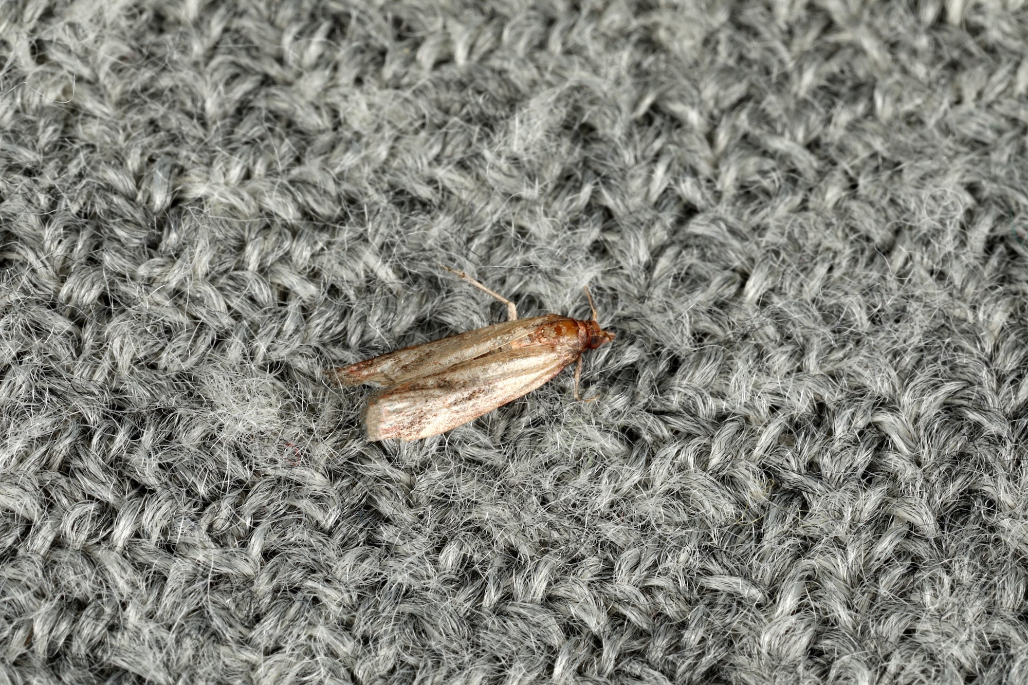 HOW TO IDENTIFY MOTHS IN YOUR HOME (UK SPECIES GUIDE)