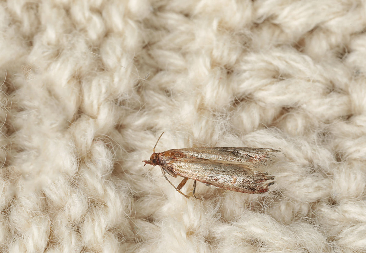 Case of 6 x Zero In Anti-Bacterial Clothes Moth Killer Spray 500ml