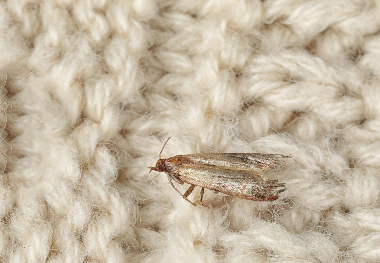 Image of clothes moth on wool 