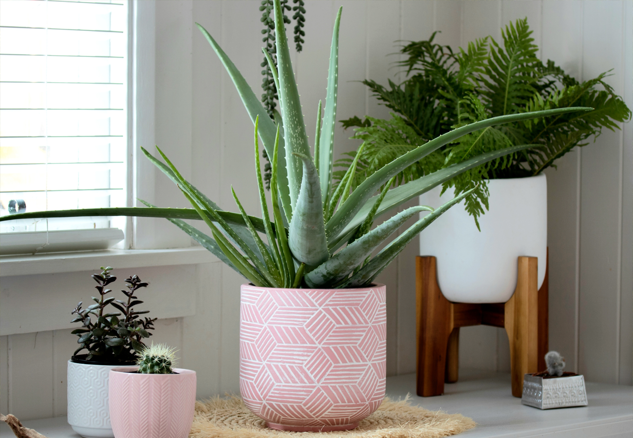 HOUSE PLANTS THAT CLEAR THE AIR