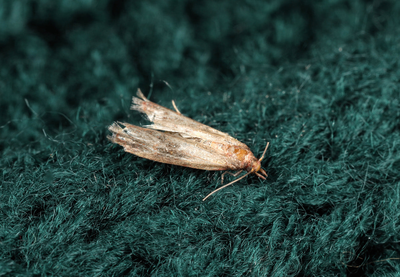 Are clothes moths on the rise in the UK?